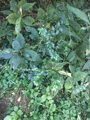 Persicaria virginiana