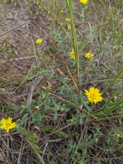 Heterotheca villosa