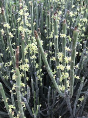 Euphorbia rossiana