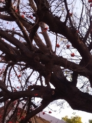 Erythrina lysistemon