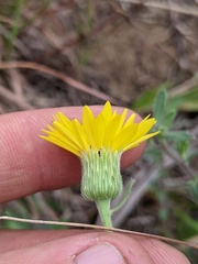 Heterotheca villosa