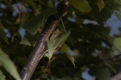 Tettigonia cantans