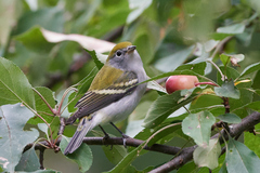 Setophaga pensylvanica