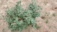 Sphaeralcea parvifolia
