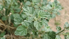 Sphaeralcea parvifolia