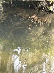 Micropterus floridanus