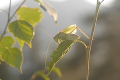 Tettigonia cantans