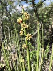 Euphorbia rossiana