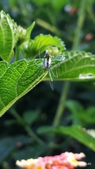 Leucauge