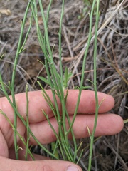 Lygodesmia juncea