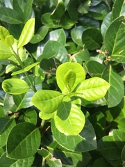 Euonymus japonicus