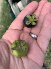 Diospyros texana