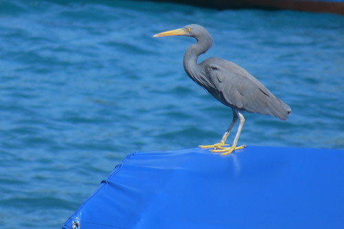 Pacific Reef Heron