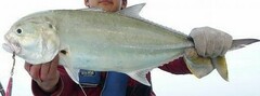 Tille Trevally photo 5