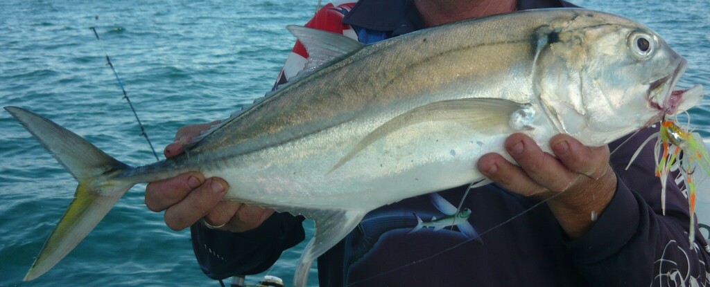 Tille Trevally