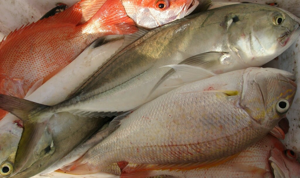 Tille trevally