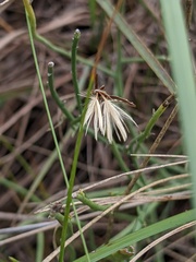 Lygodesmia juncea