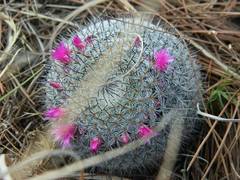 Mammillaria haageana haageana