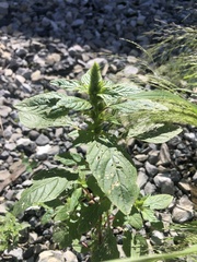 Amaranthus powellii