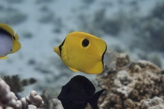 Chaetodon interruptus