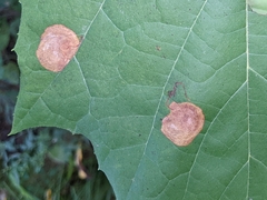 Ectoedemia platanella