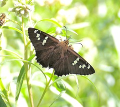 Apyrrothrix araxes
