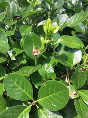Euonymus japonicus