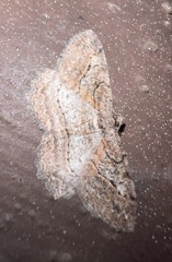 Neoalcis californiaria