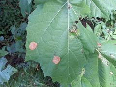 Ectoedemia platanella