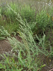 Chenopodium pratericola