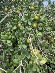 Diospyros texana