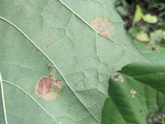 Ectoedemia platanella