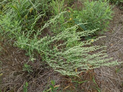Chenopodium pratericola