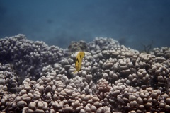 Chaetodon interruptus