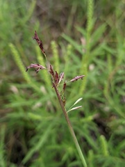 Triplasis purpurea
