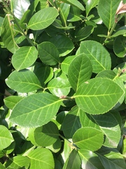 Euonymus japonicus
