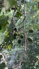 Alnus glutinosa
