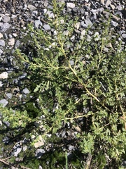 Amaranthus blitoides