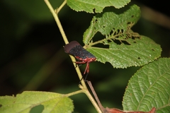 Kalidasa lanata