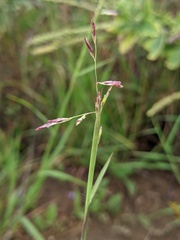 Triplasis purpurea