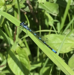 Coenagrion pulchellum