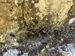 Myriopteris gracillima