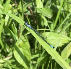 Coenagrion pulchellum