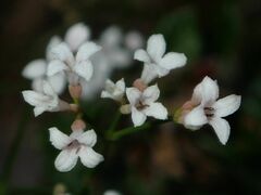 Asperula