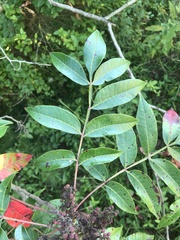 Rhus glabra