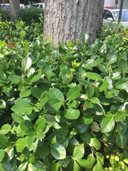 Euonymus japonicus