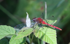 Sympetrum obtrusum