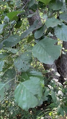 Alnus glutinosa
