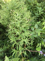 Epilobium coloratum