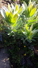 Leucadendron argenteum